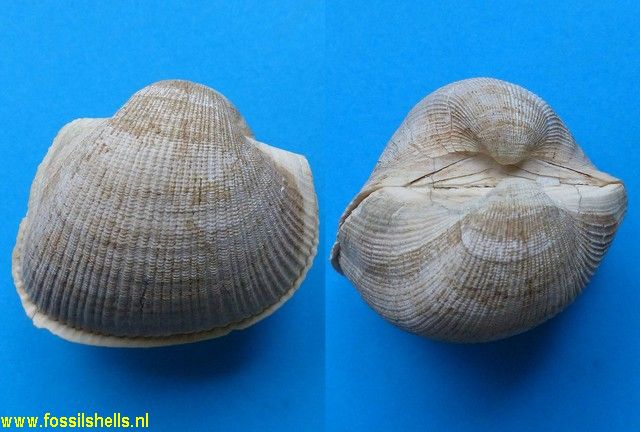 Cucullaea corioensis