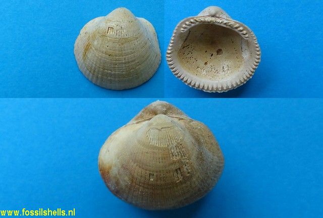 Glycymeris cainozoica