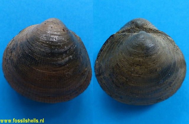 Glycymeris cainozoica