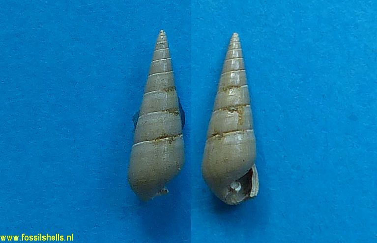 Pyramidella polita