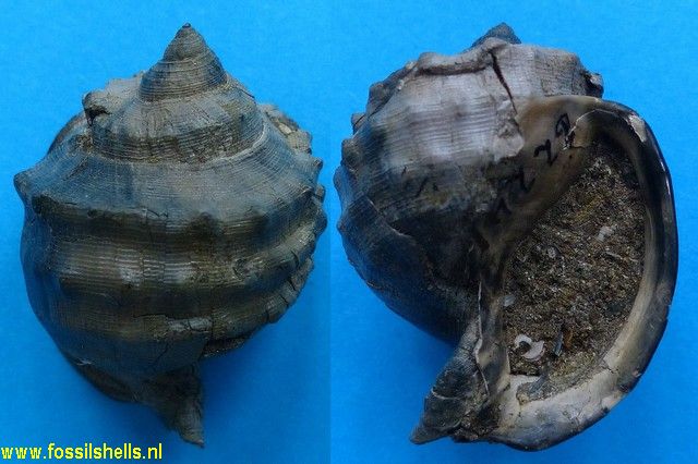 Hypocassis textilis