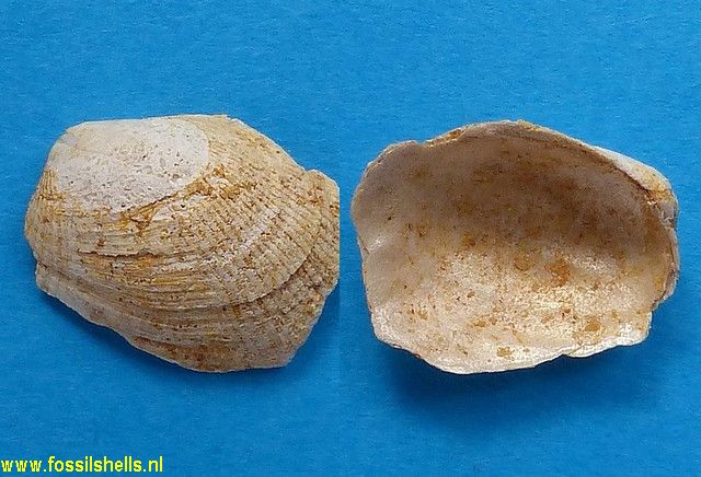 Brachidontes species