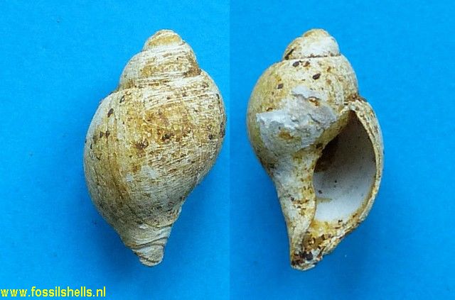 Liomesus dalei