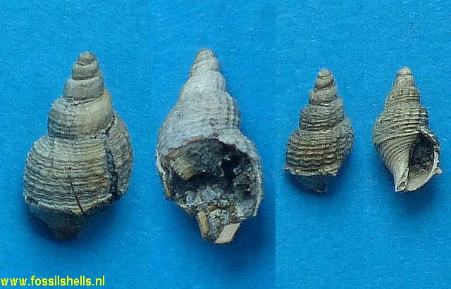 Pisanella semiplicata