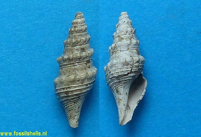 Turricula laticlavia