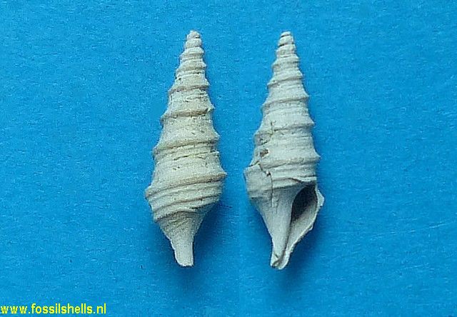 Turris pseudovolgeri